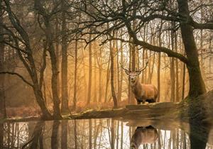 Wallarena Fototapete »Wald Hirsch Sonne Vlies Tapete Wohnzimmer Schlafzimmer Wandtapete«, Glatt, Natur, Tiere, Vliestapete inklusive Kleister