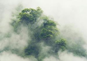 Wallarena Fototapete »Wald im Nebel Japan Vlies Tapete Wohnzimmer Schlafzimmer Wandtapete«, Glatt, Natur, Vliestapete inklusive Kleister