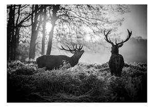 KUNSTLOFT Vliestapete »Deers in the Morning«, lichtbeständige Design Tapete