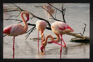 1art1 Fußmatte »Flamingos - Rosa Flamingos In Einem Teich In Der Camargue«, , Höhe 5 mm