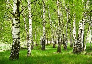 Wallarena Fototapete »Wald Birkenwald Natur Vlies Tapete Wohnzimmer Schlafzimmer Wandtapete«, Glatt, Landschaft, Vliestapete inklusive Kleister