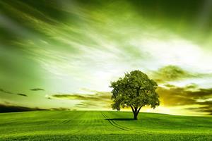 Papermoon Fototapete "Baum in Feld"
