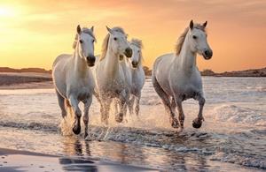 Papermoon Fototapete »PFERDE-CAMARGUE GALLOP STRAND MEER TIERE KÜSTE PROVENCE«, Vliestapete, hochwertiger Digitaldruck, inklusive Kleister