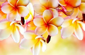 Papermoon Fototapete »Blumen«, Vliestapete, hochwertiger Digitaldruck, inklusive Kleister