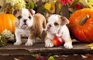 Papermoon Fototapete "BULLDOG-TIERE HUND BULLDOGE HUNDE WANDDEKO WANDBILD XXL"