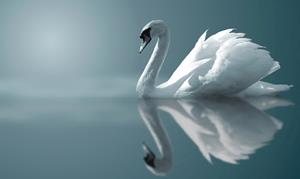 Papermoon Fototapete "Schwan im Wasser"