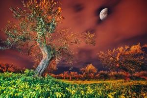 Papermoon Fototapete "Baum in Landschaft"