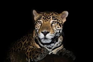 Papermoon Fototapete Leopard