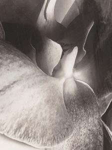 Alexander McQueen Sjaal met bloemenprint - Beige
