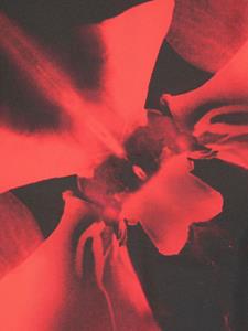 Alexander McQueen Sjaal met bloemenprint - Rood