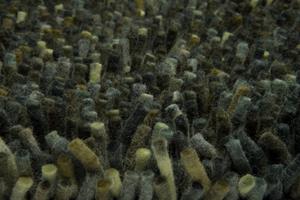 Brink en Campman  Vloerkleed Rocks Forest 70547 - 250x300 cm
