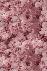 Moooi Carpets  Laagpolig Vloerkleed Hortensia Pink Wool -