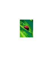 Animal Essences Ladybug (lieveheersbeestje) 30 ml