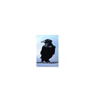 Animal Essences Crow (kraai) 30 ml