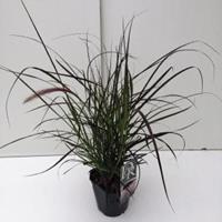 Plantenwinkel.nl Lampenpoetsersgras (Pennisetum setaceum "Rubrum") siergras - In 2 liter pot - 1 stuks