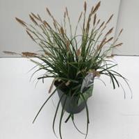 Plantenwinkel.nl Japanse zegge (Carex "Evergreen") siergras - In 2 liter pot - 1 stuks
