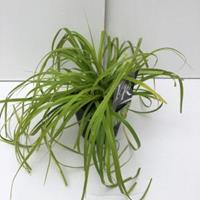 Plantenwinkel.nl Zegge (Carex "Everillo") siergras