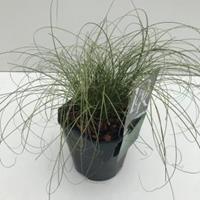 Plantenwinkel.nl Zegge (Carex comans "Frosted Curls") siergras - In 2 liter pot - 1 stuks