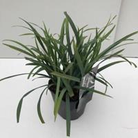 Plantenwinkel.nl Zegge (Carex laxiculmis "Bunny Blue") siergras - In 2 liter pot - 1 stuks