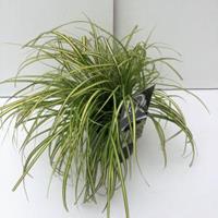Plantenwinkel.nl Zegge (Carex oshimensis "Eversheen") siergras