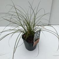 Plantenwinkel.nl Zegge (Carex testacea "Prairie Fire") siergras - In 2 liter pot - 1 stuks
