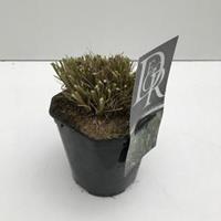 Plantenwinkel.nl Lampenpoetsersgras (Pennisetum alopecuroides "Hameln") siergras - In 2 liter pot - 1 stuks