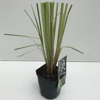Plantenwinkel.nl Pampasgras (Cortaderia selloana "Pumila") siergras - In 2 liter pot - 1 stuks