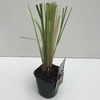 Plantenwinkel.nl Pampasgras (Cortaderia selloana "Rosea") siergras - In 2 liter pot - 1 stuks