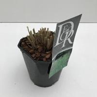 Plantenwinkel.nl Prachtriet (Miscanthus sinensis "Strictus") siergras - In 2 liter pot - 1 stuks