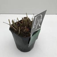 Plantenwinkel.nl Vingergras (Panicum virgatum "Prairie Sky") siergras - In 2 liter pot - 1 stuks