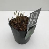 Plantenwinkel.nl Vingergras (Panicum virgatum "Squaw") siergras - In 2 liter pot - 1 stuks