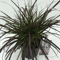 Plantenwinkel.nl Lampenpoetsersgras (Pennisetum setaceum "Rubrum") siergras - In 3 liter pot - 1 stuks