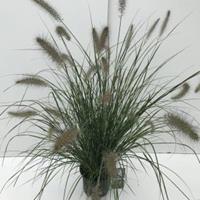 Plantenwinkel.nl Lampenpoetsersgras (Pennisetum alopecuroides "Hameln") siergras - In 3 liter pot - 1 stuks
