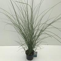 Plantenwinkel.nl Prachtriet (Miscanthus sinensis "Gracillimus") siergras - In 3 liter pot - 1 stuks