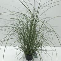 Plantenwinkel.nl Prachtriet (Miscanthus sinensis "Kleine Silberspinne") siergras - In 3 liter pot - 1 stuks