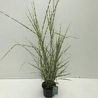 Plantenwinkel.nl Prachtriet (Miscanthus sinensis "Strictus") siergras - In 3 liter pot - 1 stuks