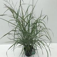 Plantenwinkel.nl Vingergras (Panicum virgatum "Prairie Sky") siergras - In 3 liter pot - 1 stuks