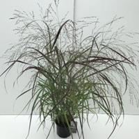 Plantenwinkel.nl Vingergras (Panicum virgatum "Squaw") siergras - In 3 liter pot - 1 stuks