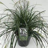Plantenwinkel.nl Japanse zegge (Carex "Evergreen") siergras - In 5 liter pot - 1 stuks