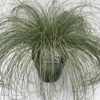 Plantenwinkel.nl Zegge (Carex comans "Frosted Curls") siergras - In 5 liter pot - 1 stuks