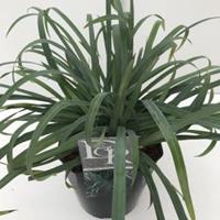 Plantenwinkel.nl Zegge (Carex laxiculmis "Bunny Blue") siergras - In 5 liter pot - 1 stuks