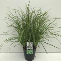 Plantenwinkel.nl Zegge (Carex morrowii "Ice Dance") siergras - In 5 liter pot - 1 stuks