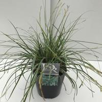 Plantenwinkel.nl Zegge (Carex oshimensis "Everest") siergras - In 5 liter pot - 1 stuks