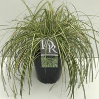 Plantenwinkel.nl Zegge (Carex oshimensis "Evergold") siergras - In 5 liter pot - 1 stuks
