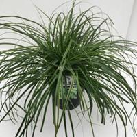 Plantenwinkel.nl Zegge (Carex oshimensis "Everlime") siergras - In 5 liter pot - 1 stuks