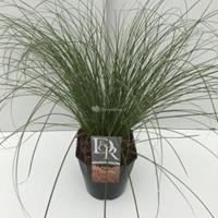 Plantenwinkel.nl Zegge (Carex testacea "Prairie Fire") siergras - In 5 liter pot - 1 stuks