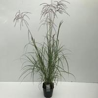 Plantenwinkel.nl Prachtriet (Miscanthus sinensis "Ferner Osten") siergras - In 5 liter pot - 1 stuks