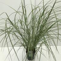 Plantenwinkel.nl Prachtriet (Miscanthus sinensis "Kleine Silberspinne") siergras - In 5 liter pot - 1 stuks