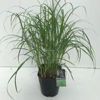 Plantenwinkel.nl Prachtriet (Miscanthus sinensis "Little Zebra") siergras - In 5 liter pot - 1 stuks