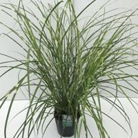 Plantenwinkel.nl Prachtriet (Miscanthus sinensis "Strictus") siergras - In 5 liter pot - 1 stuks